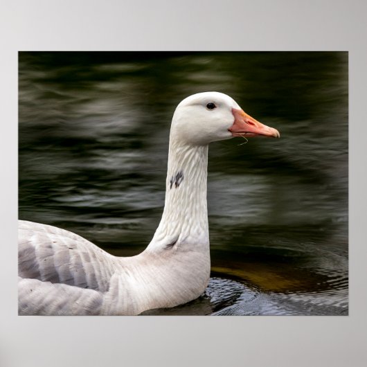 Leucistic Canadian Goose Poster (Voorkant)