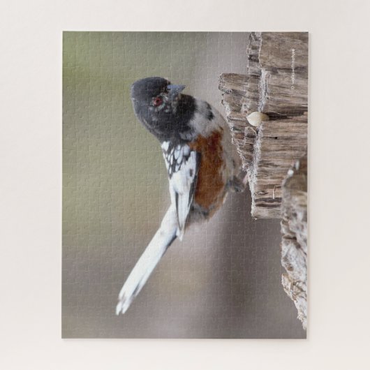 Leucistic Spotted Towee Sparrow Songbird on Stump Legpuzzel (Verticaal)