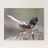 Leucistic Spotted Towee Sparrow Songbird on Stump Legpuzzel (Horizontaal)