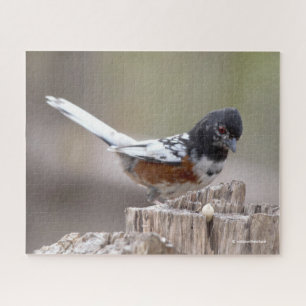 Leucistic Spotted Towee Sparrow Songbird on Stump Legpuzzel
