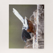 Leucistic Spotted Towee Sparrow Songbird on Stump Legpuzzel (Verticaal)