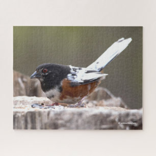 Leucistic Spotted Towee Sparrow Songbird on Stump Legpuzzel