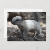 Leucistic White Squirrel Briefkaart (Voorkant / Achterkant)