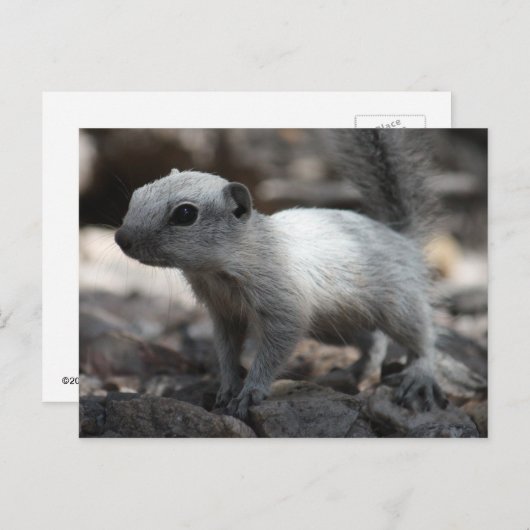 Leucistic White Squirrel Briefkaart (Voorkant / Achterkant)