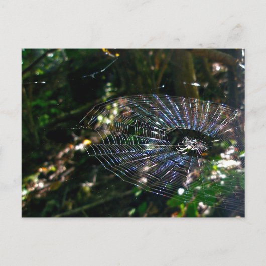 Leugauge Orb Web Briefkaart (Voorkant)