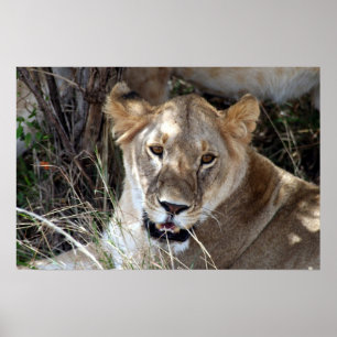 leugenachtigheid poster