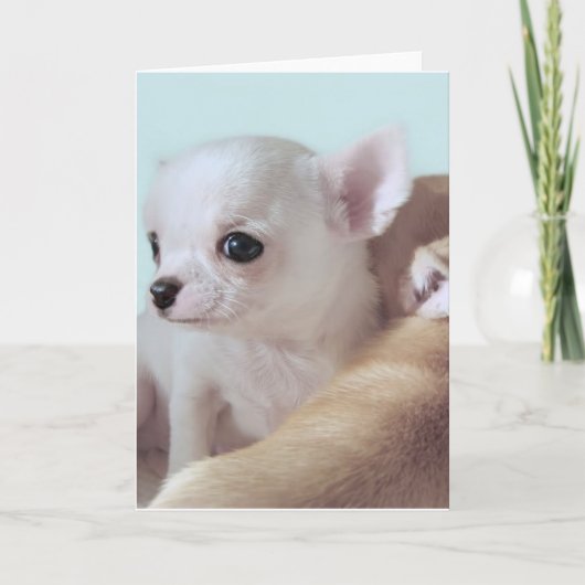 Leuk 4 "puppy"wenskaart van week oud chihuahua kaart (Voorkant)