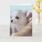 Leuk 4 "puppy"wenskaart van week oud chihuahua kaart (Gele Bloem)