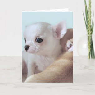 Leuk 4 "puppy"wenskaart van week oud chihuahua kaart