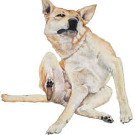 Leuk afbeelding van jeukende hond krabben met slog koffiemok