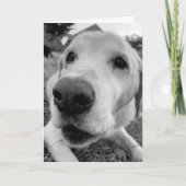 leuk en dicht bij Ed het oude gele lab Kaart (Voorkant)