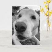 leuk en dicht bij Ed het oude gele lab Kaart (Gele Bloem)