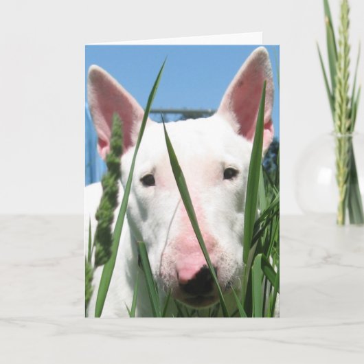 Leuk Engels Bull terrier Kaart (Voorkant)