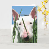 Leuk Engels Bull terrier Kaart (Gele Bloem)