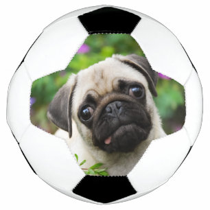 Leuk fawnpug puppy voetbal
