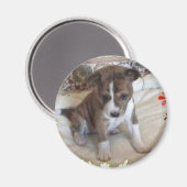 Leuk genoeg Basenji Pup Magnet (Voorkant / Achterkant)