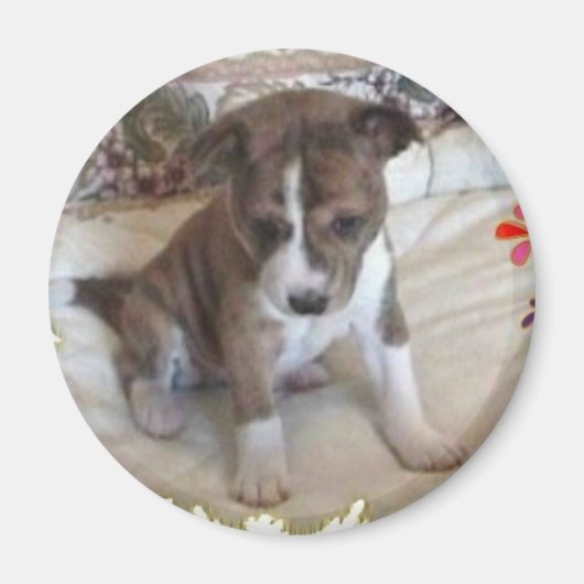 Leuk genoeg Basenji Pup Magnet (Voorkant)