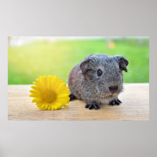 Leuk Guinee Pig Met Bloem Poster (Voorkant)