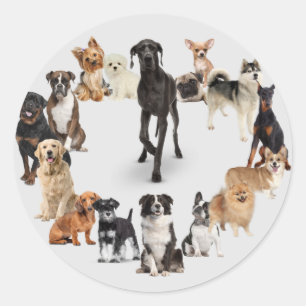 Leuk Hondenras Huisdieren Hond Walking Briefkaart  Ronde Sticker