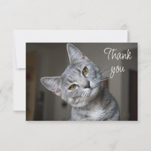 Leuk Knuffel Katje Kat Dank Je Bedankkaart
