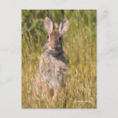 Leuk Nieuwsgierig Oosters Katoenstaartkonijn Briefkaart (Voorkant)