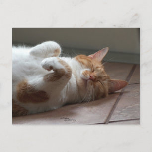 Leuk oranje kat slapen Briefkaart