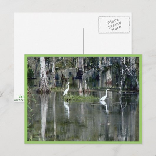 Leuk paar Louisiana Herons in het water bij Morgan Briefkaart (Voorkant / Achterkant)