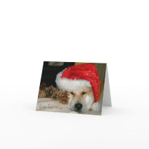 Leuk rood santapet van de akitahond met