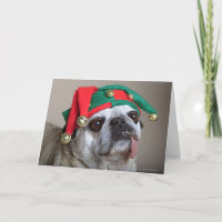 Leuk uitziende pug met tong die uit hangen