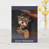 Leuk Yorkshire Terrier, Gelukkige verjaardag! Kaart (Gele Bloem)