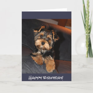 Leuk Yorkshire Terrier, Gelukkige verjaardag! Kaart