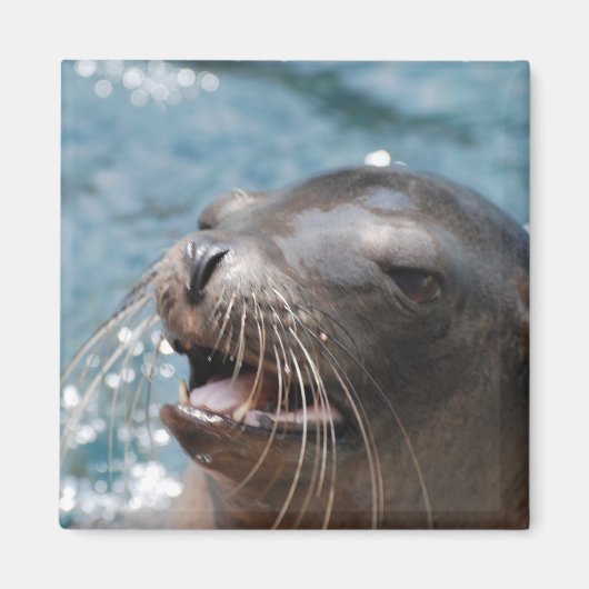 Leuk Zee Leeuwenmagneet Magneet (Voorkant)
