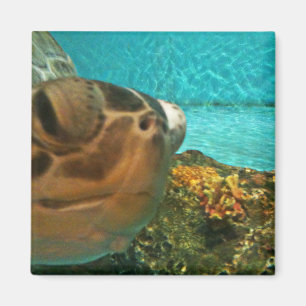 Leuk Zee Turtle Selfie Magneet
