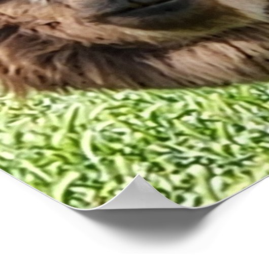 Leuke Alpaca nieuwe haarsnede Poster (Hoek)