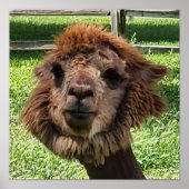 Leuke Alpaca nieuwe haarsnede Poster (Voorkant)