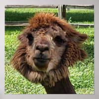 Leuke Alpaca nieuwe haarsnede