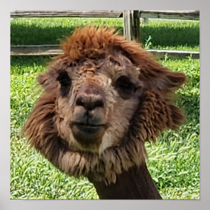 Leuke Alpaca nieuwe haarsnede Poster