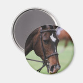 Leuke Arabische Paard Magneet (Voorkant / Achterkant)