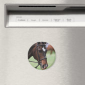 Leuke Arabische Paard Magneet (Insitu (Vaatwasser))