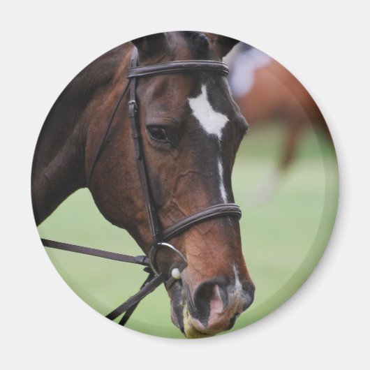 Leuke Arabische Paard Magneet (Voorkant)