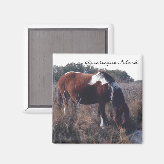 Leuke Assateague merrie - magneet (Voorkant / Achterkant)