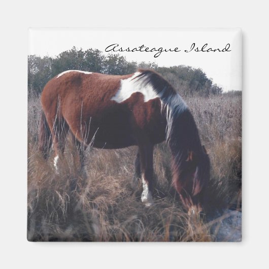 Leuke Assateague merrie - magneet (Voorkant)