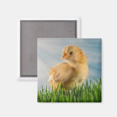 Leuke Baby Chick in Grass met Sunbeam Foto Magneet (Voorkant / Achterkant)