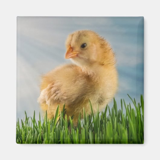 Leuke Baby Chick in Grass met Sunbeam Foto Magneet (Voorkant)