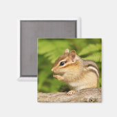 Leuke baby chipmunk magneet (Voorkant / Achterkant)