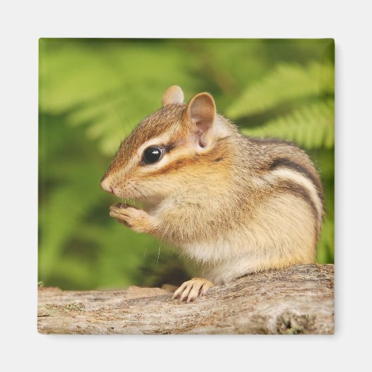 Leuke baby chipmunk magneet (Voorkant)