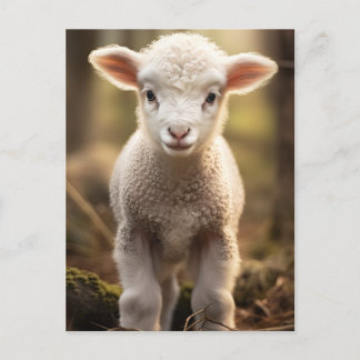 Leuke Baby Lamp Ewe - Grappige Boerderijdieren Briefkaart