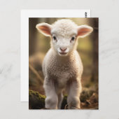 Leuke Baby Lamp Ewe - Grappige Boerderijdieren Briefkaart (Voorkant / Achterkant)