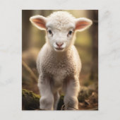 Leuke Baby Lamp Ewe - Grappige Boerderijdieren Briefkaart (Voorkant)