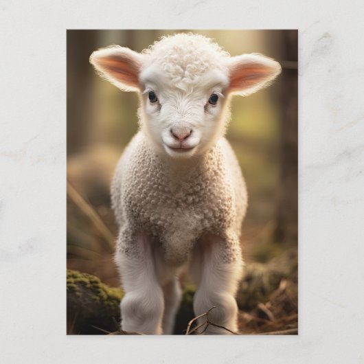 Leuke Baby Lamp Ewe - Grappige Boerderijdieren Briefkaart (Voorkant)